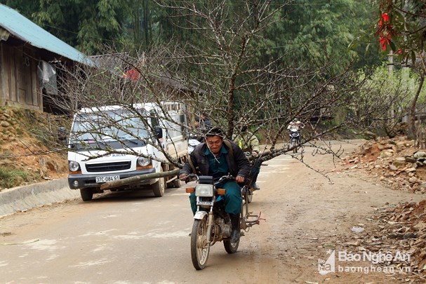 Đốn hạ đào đá khủng để bán Tết ở Nghệ An